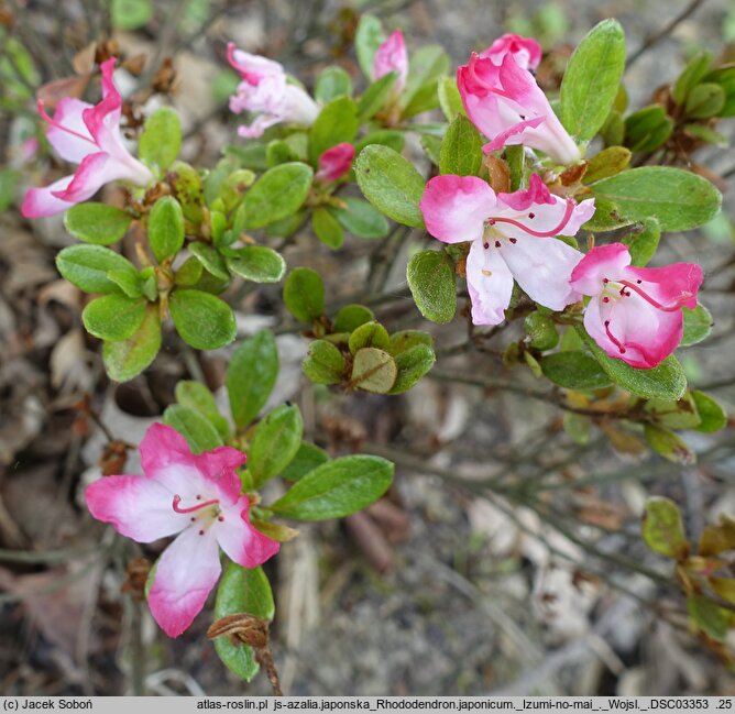 Rhododendron hort. Izumi no mai