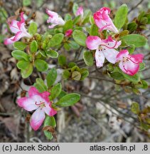 Rhododendron hort. Izumi no mai