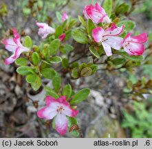 Rhododendron hort. Izumi no mai