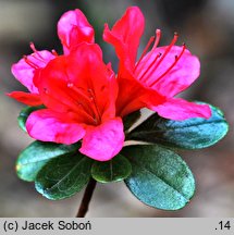 Rhododendron hort. Katja