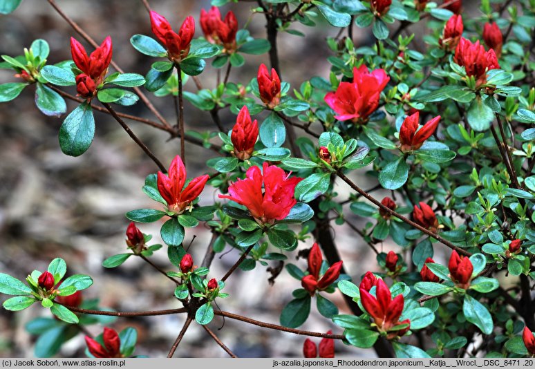 Rhododendron hort. Katja