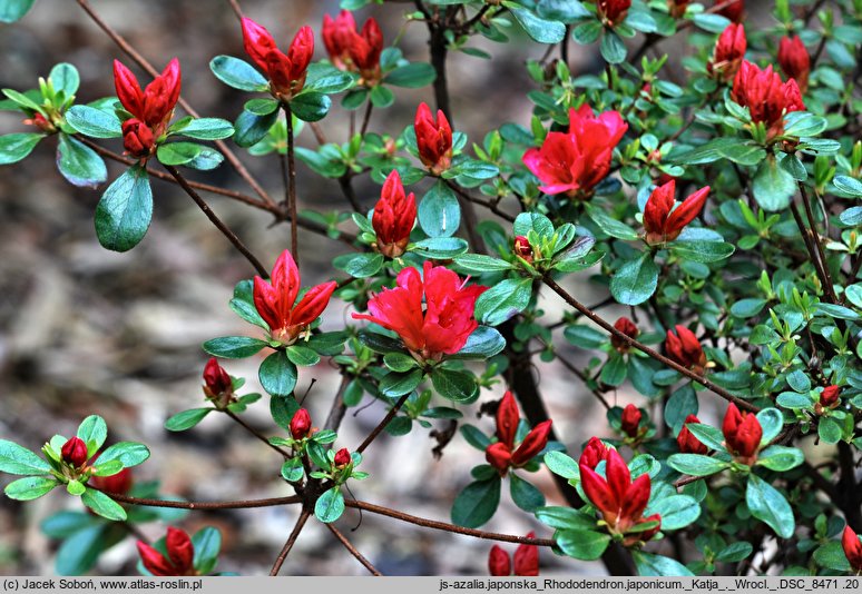 Rhododendron Katja