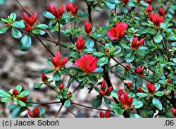 Rhododendron Katja