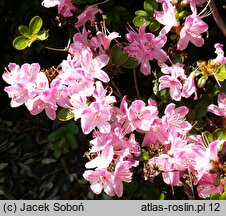 Rhododendron Kermesina Rose