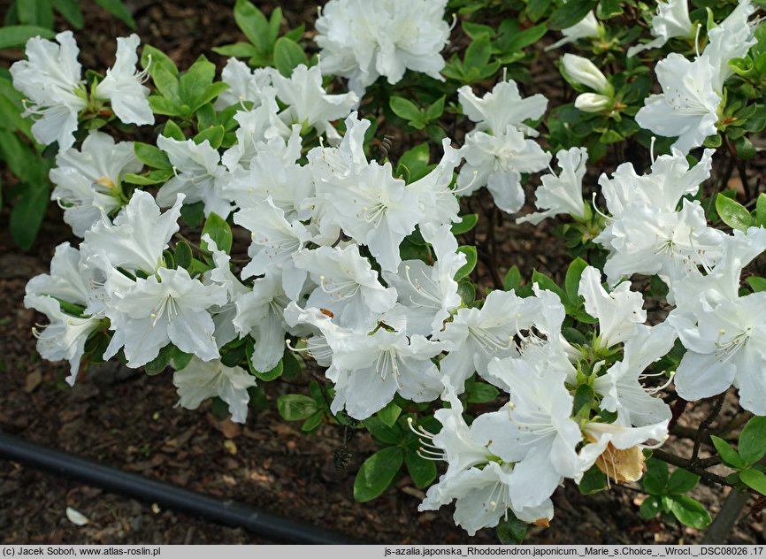 Rhododendron hort. Marie's Choice