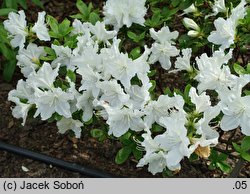 Rhododendron Marie's Choice