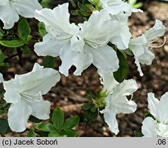 Rhododendron hort. Marie's Choice
