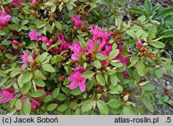 Rhododendron hort. Multiflorum