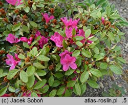 Rhododendron hort. Multiflorum