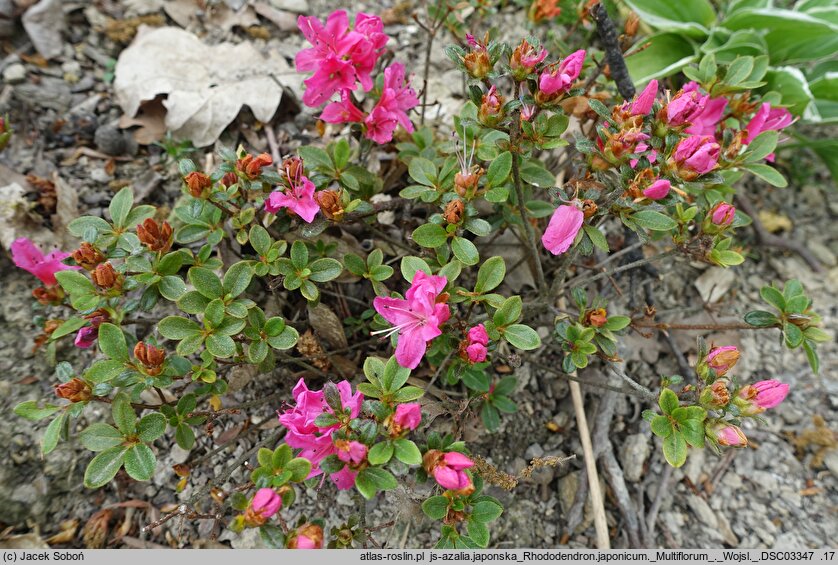 Rhododendron hort. Multiflorum