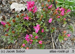 Rhododendron hort. Multiflorum