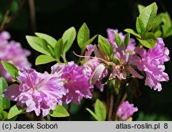 Rhododendron hort. Rose