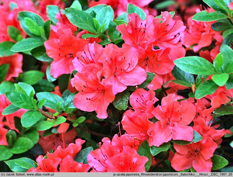 Rhododendron Geisha Orange