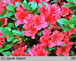 Rhododendron Geisha Orange