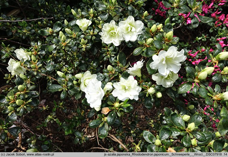 Rhododendron Schneeperle