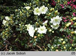 Rhododendron Schneeperle