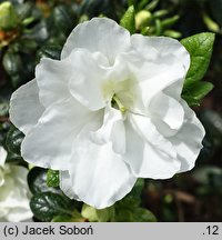 Rhododendron hort. Schneeperle