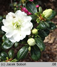 Rhododendron hort. Schneeperle
