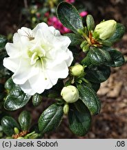 Rhododendron Schneeperle