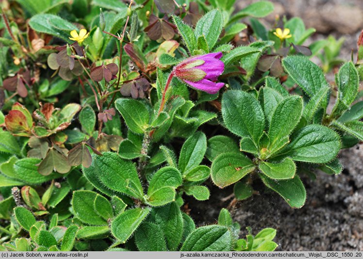 Rhododendron camtschaticum (azalia kamczacka)