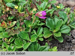 Rhododendron camtschaticum (azalia kamczacka)