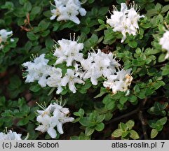 Rhododendron hort. Albiflorum