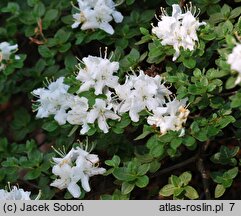 Rhododendron Albiflorum