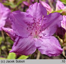 Rhododendron poukhanense (azalia koreańska)