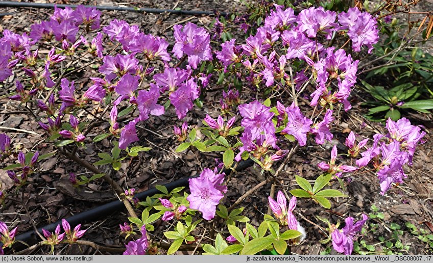 Rhododendron poukhanense (azalia koreańska)