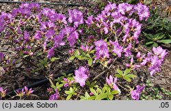 Rhododendron poukhanense (azalia koreańska)