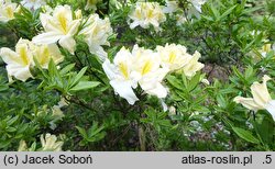 Rhododendron molle ssp. molle (azalia miękka)