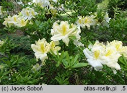 Rhododendron molle ssp. molle (azalia miękka)