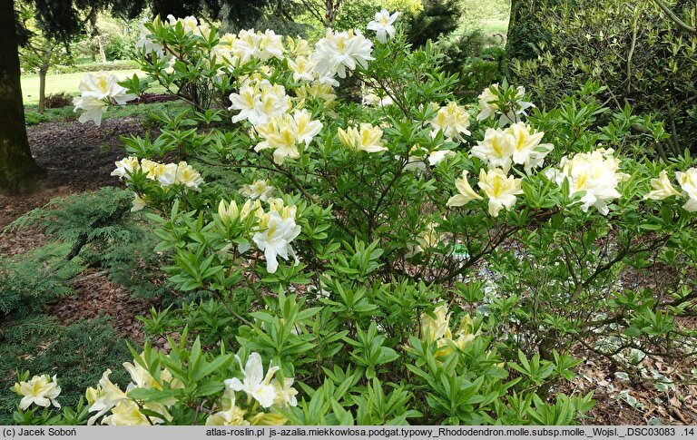 Rhododendron molle ssp. molle (azalia miękka)