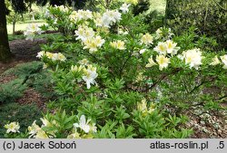 Rhododendron molle ssp. molle (azalia miękka)