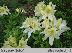 Rhododendron molle ssp. molle (azalia miękka)