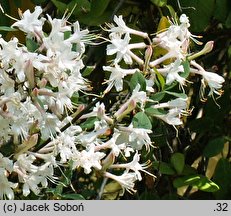 Rhododendron atlanticum (azalia nadbrzeżna)