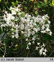 Rhododendron atlanticum (azalia nadbrzeżna)