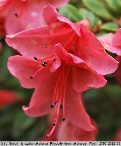 Rhododendron nakaharae (azalia nakaharae)