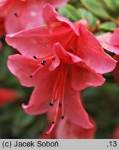 Rhododendron nakaharae (azalia nakaharae)