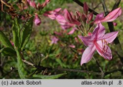 Rhododendron prinophyllum (azalia różowa)