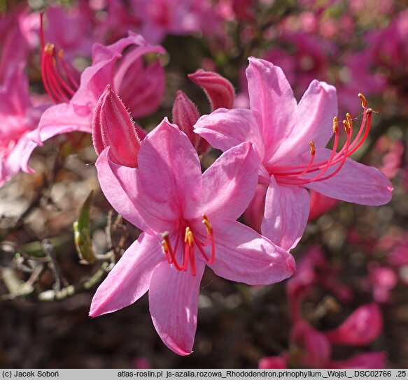 Rhododendron prinophyllum (azalia różowa)