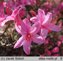 Rhododendron prinophyllum (azalia różowa)