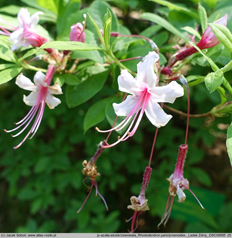 Rhododendron periclymenoides (azalia wiciokrzewowata)