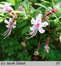 Rhododendron periclymenoides (azalia wiciokrzewowata)