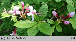 Rhododendron periclymenoides (azalia wiciokrzewowata)