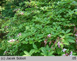 Rhododendron periclymenoides (azalia wiciokrzewowata)