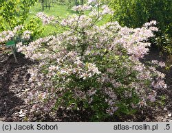 Rhododendron periclymenoides (azalia wiciokrzewowata)