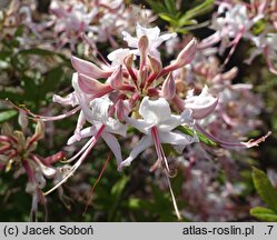 Rhododendron periclymenoides (azalia wiciokrzewowata)