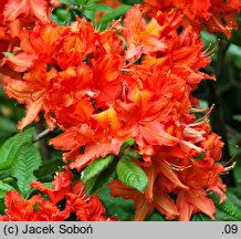 Rhododendron hort. Balzac