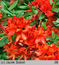 Rhododendron hort. Balzac